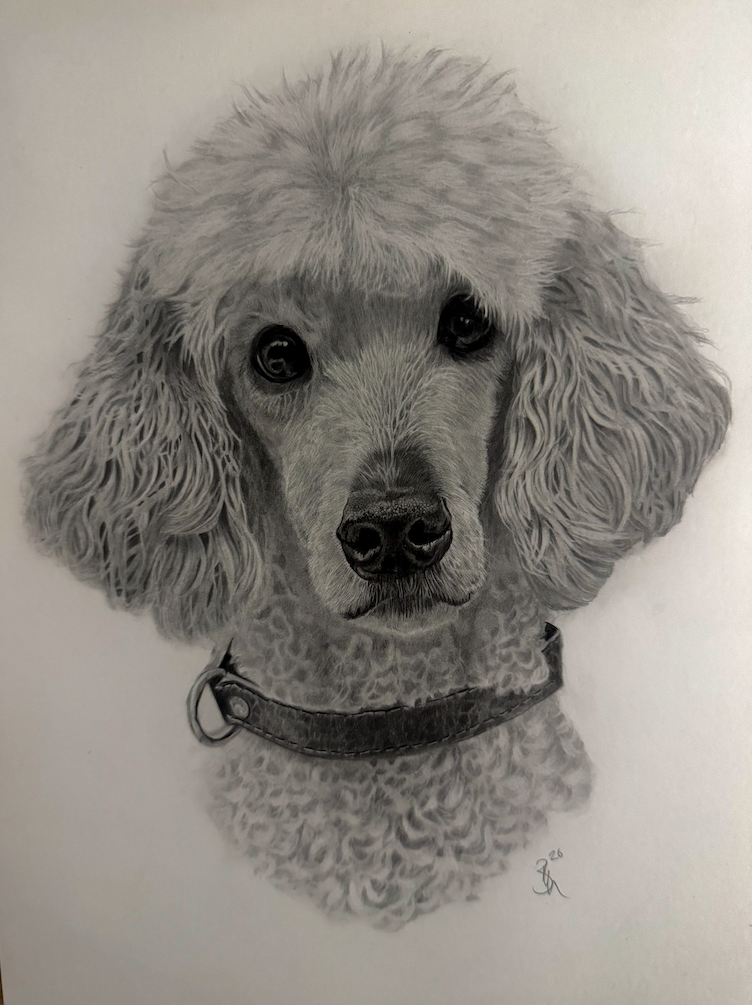Exquisitely drawn picture with super detail of a cockapoo dog by Panchula Art artist.  