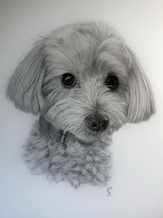 Beautifully drawn portrait of a pug dog in hyper realistic style in graphite pencil drawn by artist Panchula Art 