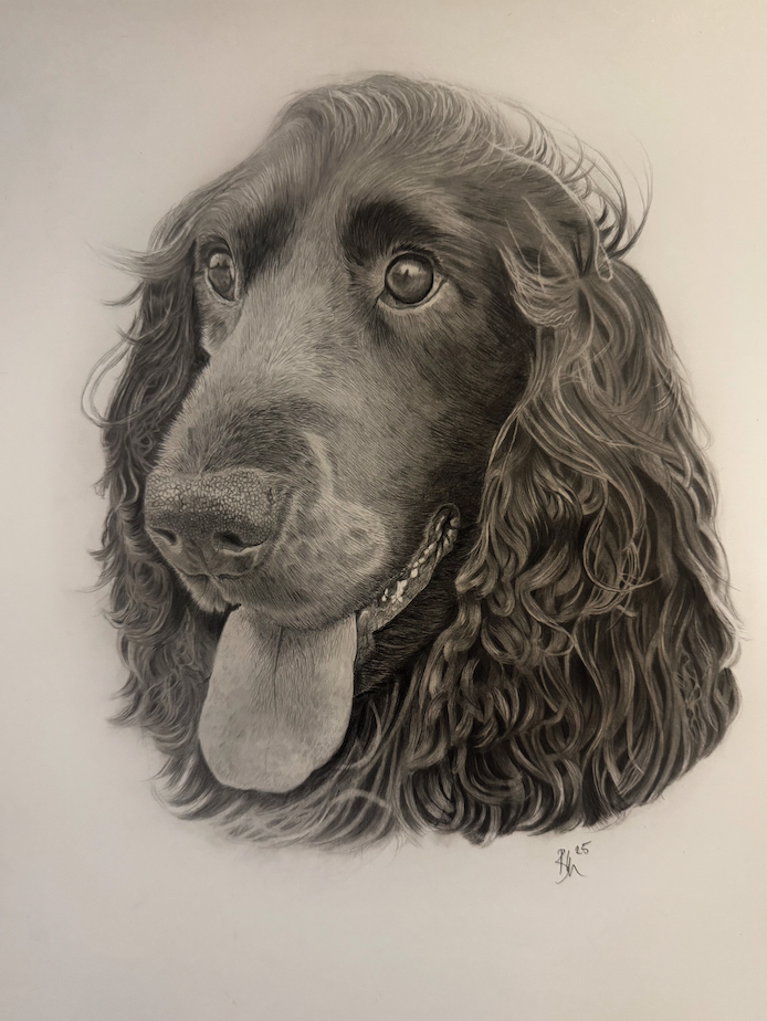 Beautifully drawn graphite pencil drawing of a pug dog, hyper realistic by Panchula Art. 