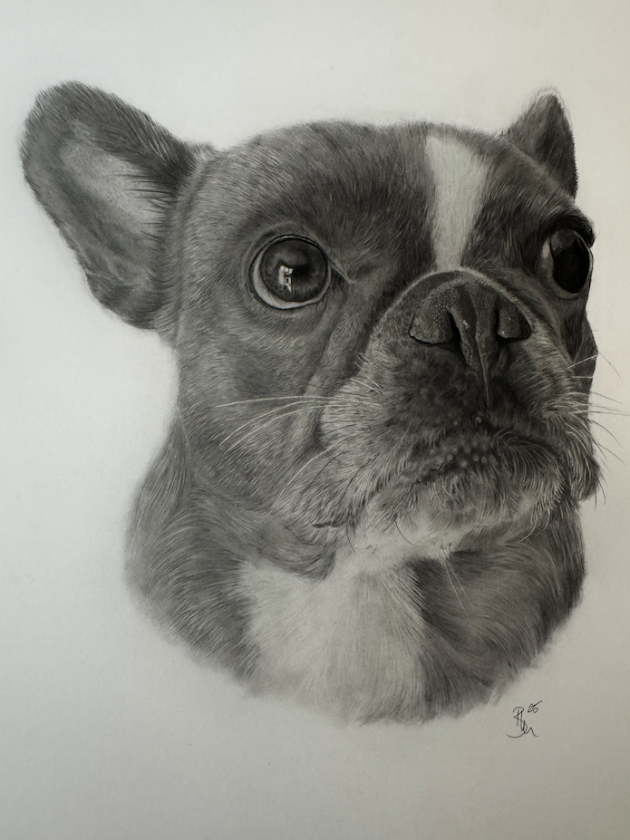 Beautifully drawn portrait of a pug dog in hyper realistic style in graphite pencil drawn by artist Panchula Art 