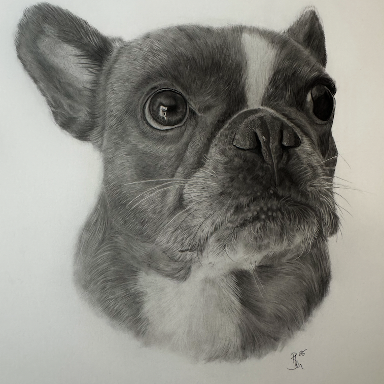 Stunning graphite pencil hyper realistic drawing of an Australian Shepherd dog by Panchula Art artist. 