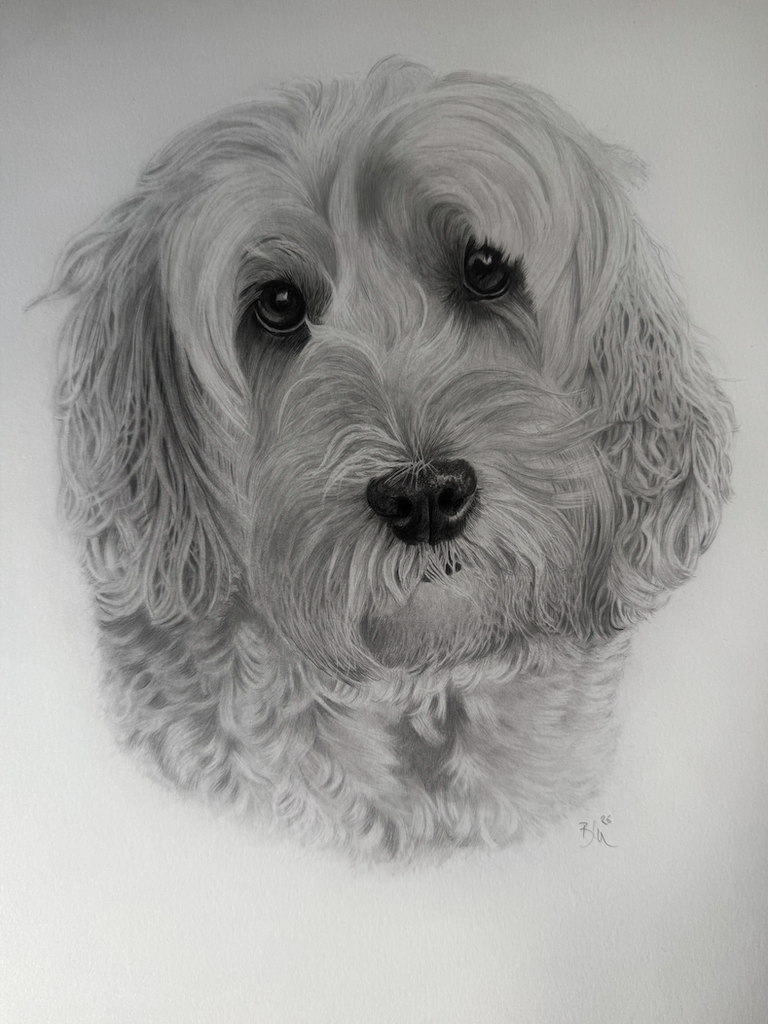 Stunning hyper realistic pencil drawing of an Australian Shepherd dog by Panchula Art artist. 