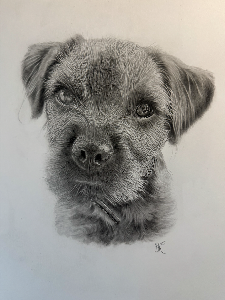 Beautifully drawn portrait of a pug dog in hyper realistic style in graphite pencil drawn by artist Panchula Art 