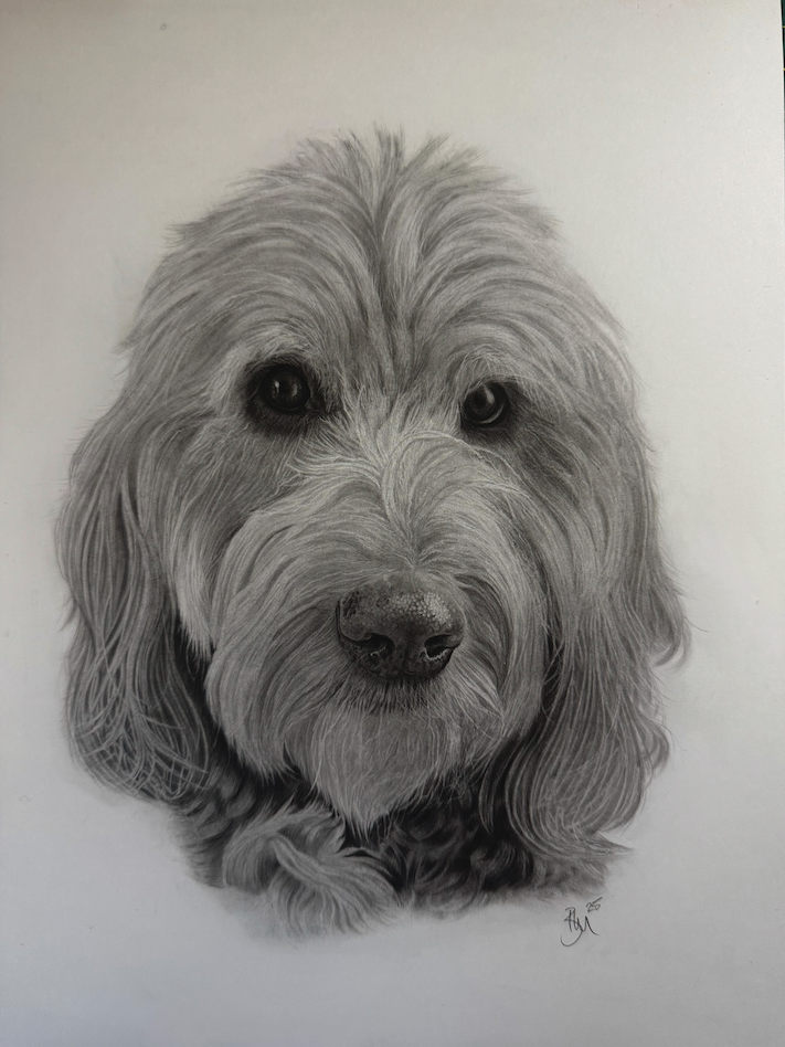 Stunning hyper realistic pencil drawing of an Australian Shepherd dog by Panchula Art artist. 