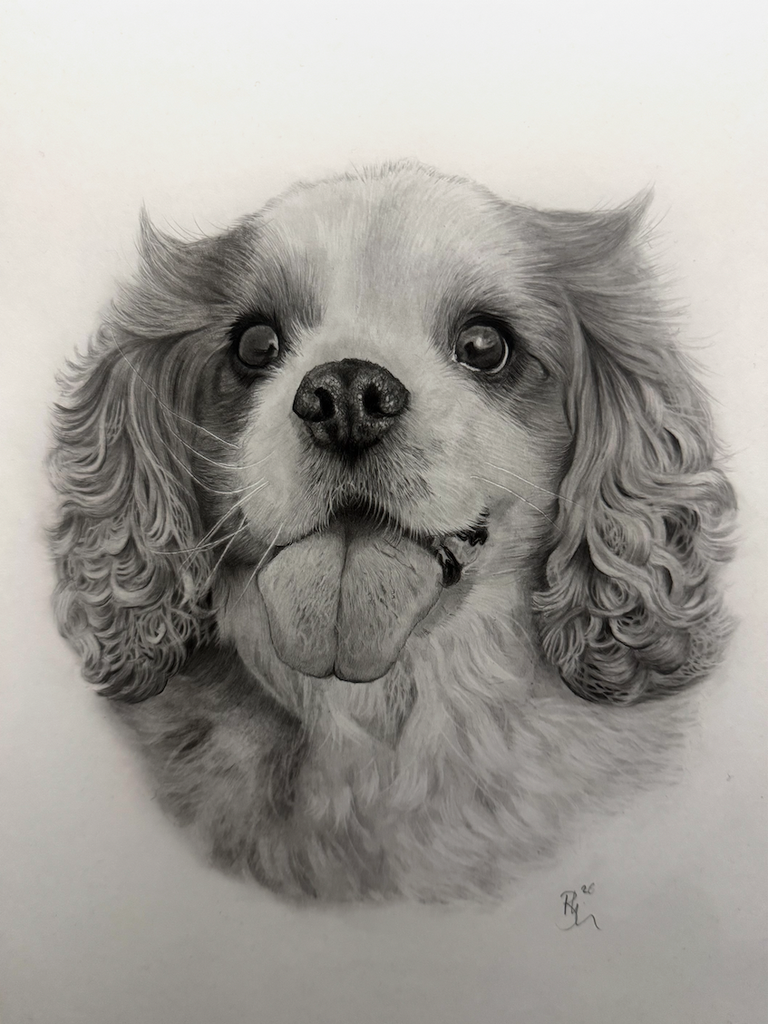 Beautifully drawn graphite pencil drawing of a pug dog, hyper realistic by Panchula Art. 