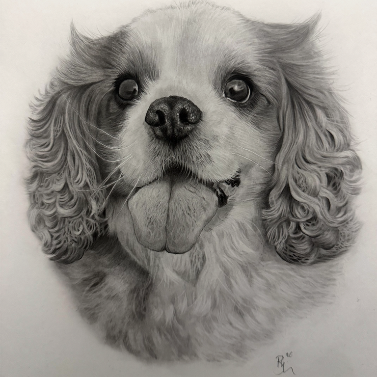 Beautiful hyper realistic pug drawing created in graphite pencil by Panchula Art Artist