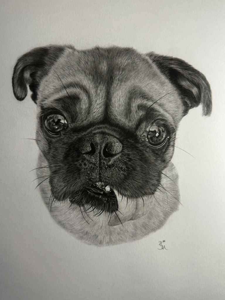 Beautifully drawn graphite pencil drawing of a pug dog, hyper realistic by Panchula Art. 
