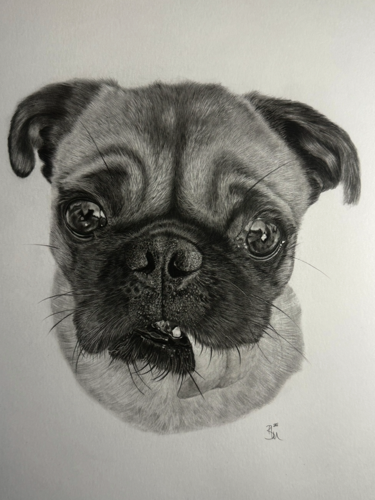 Beautifully drawn portrait of a pug dog in hyper realistic style in graphite pencil drawn by artist Panchula Art 